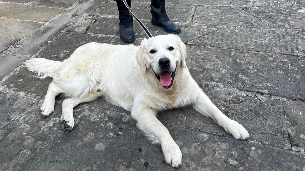Willy, il golden retriever che ha fiutato il panetto di hashish durante un sopralluogo dell'Unità cinofila alla stazione di Certaldo