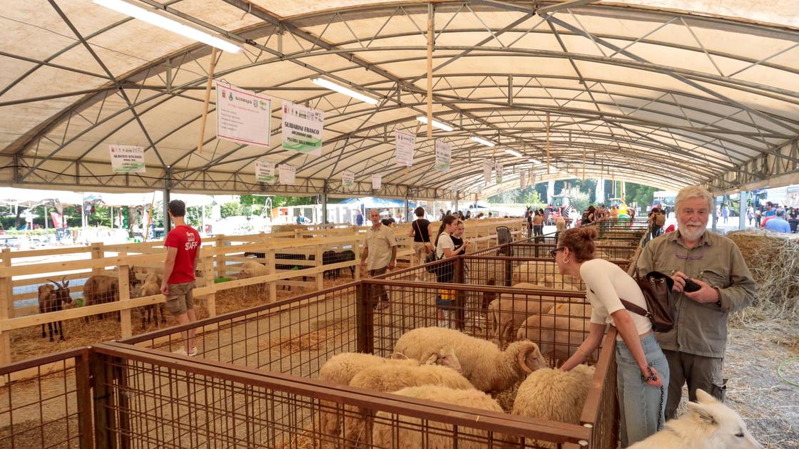 Fiera, ipotesi rinvio. Scoppia la polemica Fiera, ipotesi rinvio. Scoppia la polemica