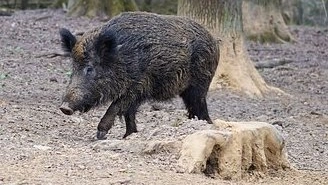 Un esemplare di cinghiale Un esemplare di cinghiale