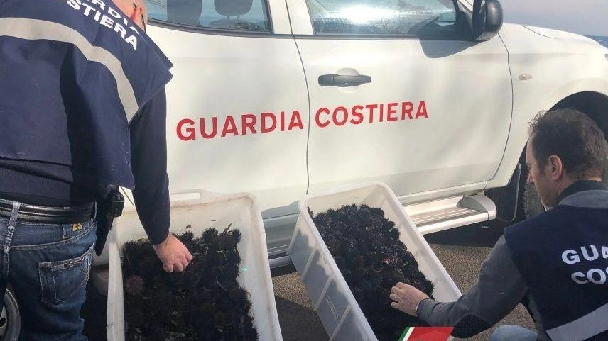 I militari della Guardia Costiera hanno recuperato i ricci pescati illegamente e li hanno rimessi nel loro ambiente I militari della Guardia Costiera hanno recuperato i ricci pescati illegamente e li hanno rimessi nel loro ambiente