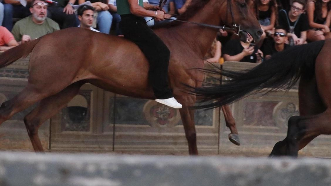 Nino Manca in Piazza. su Benitos: uno spettacolo vederli galoppare Nino Manca in Piazza. su Benitos: uno spettacolo vederli galoppare