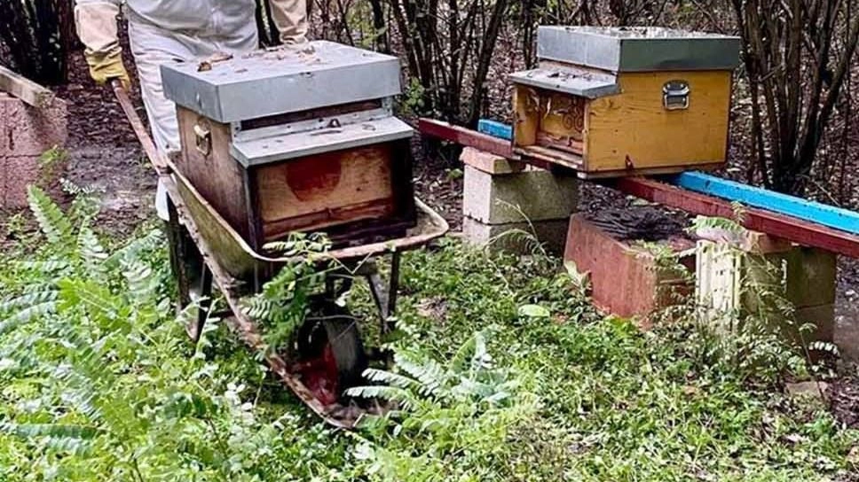 Un produttore di miele al lavoro Un produttore di miele al lavoro