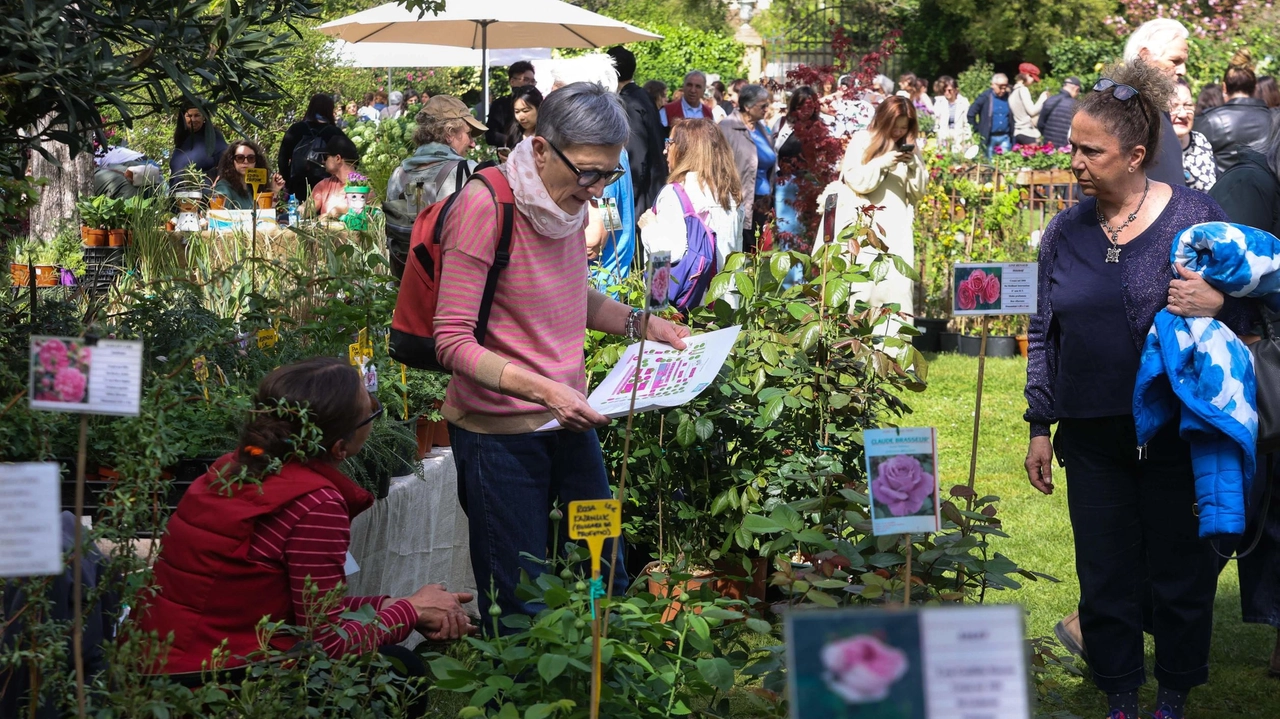 Il Firenze Flower Show, mostra mercato di piante rare e inconsuete, torna al giardino Corsini con la sua ottava edizione autunnale. Circa 70 espositori presenteranno varietà botaniche particolari e prodotti artigianali green. Saranno proposte attività collaterali e un momento di confronto tra professionisti del verde. Un evento che promuove la passione per le piante e il rispetto per la natura. Il Firenze Flower Show, mostra mercato di piante rare e inconsuete, torna al giardino Corsini con la sua ottava edizione autunnale. Circa 70 espositori presenteranno varietà botaniche particolari e prodotti artigianali green. Saranno proposte attività collaterali e un momento di confronto tra professionisti del verde. Un evento che promuove la passione per le piante e il rispetto per la natura.