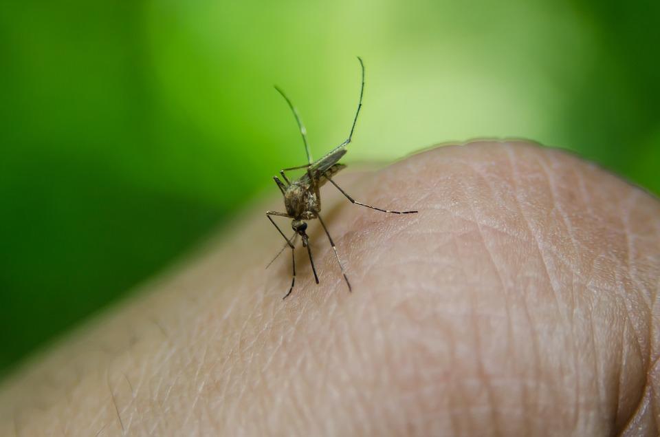 https://www.lanazione.it/image-service/view/acePublic/alias/contentid/ZDNmN2EwN2ItMzVjZS00/0/le-zanzare-non-trasmettono-il-virus-foto-d-archivio-dire.jpeg?f=1.91:1&w=1200