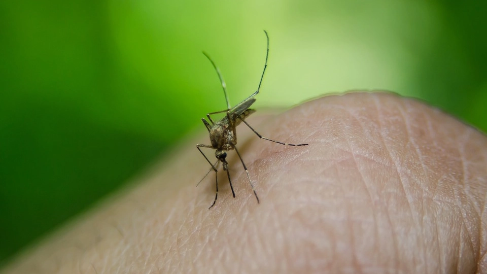 Prato, caso di Dengue. Paziente rientrato da una vacanza in India Prato, caso di Dengue. Paziente rientrato da una vacanza in India