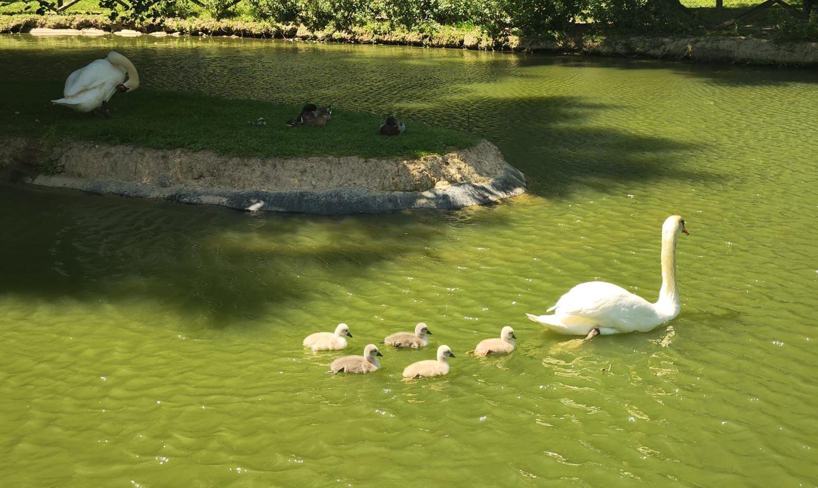 C’è più luce nel ’Parco dei cigni’. Rignaldello, riaperta l’area verde C’è più luce nel ’Parco dei cigni’. Rignaldello, riaperta l’area verde