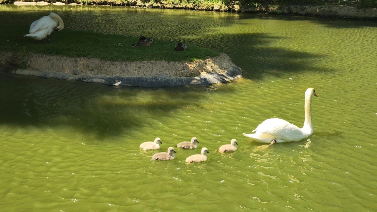 I cigni al parco di Rignardello