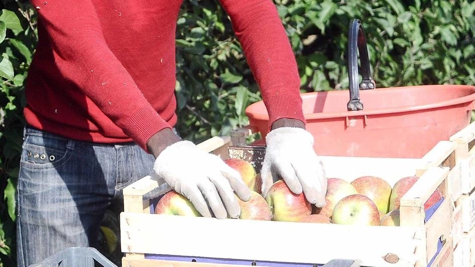 E’ partita la raccolta delle pesche in Valdichiana e i segnali sono super positivi. La manodopera resta ancora un problema anche se quest’anno molte persone si sono avvicinate per chidere di lavorare E’ partita la raccolta delle pesche in Valdichiana e i segnali sono super positivi. La manodopera resta ancora un problema anche se quest’anno molte persone si sono avvicinate per chidere di lavorare