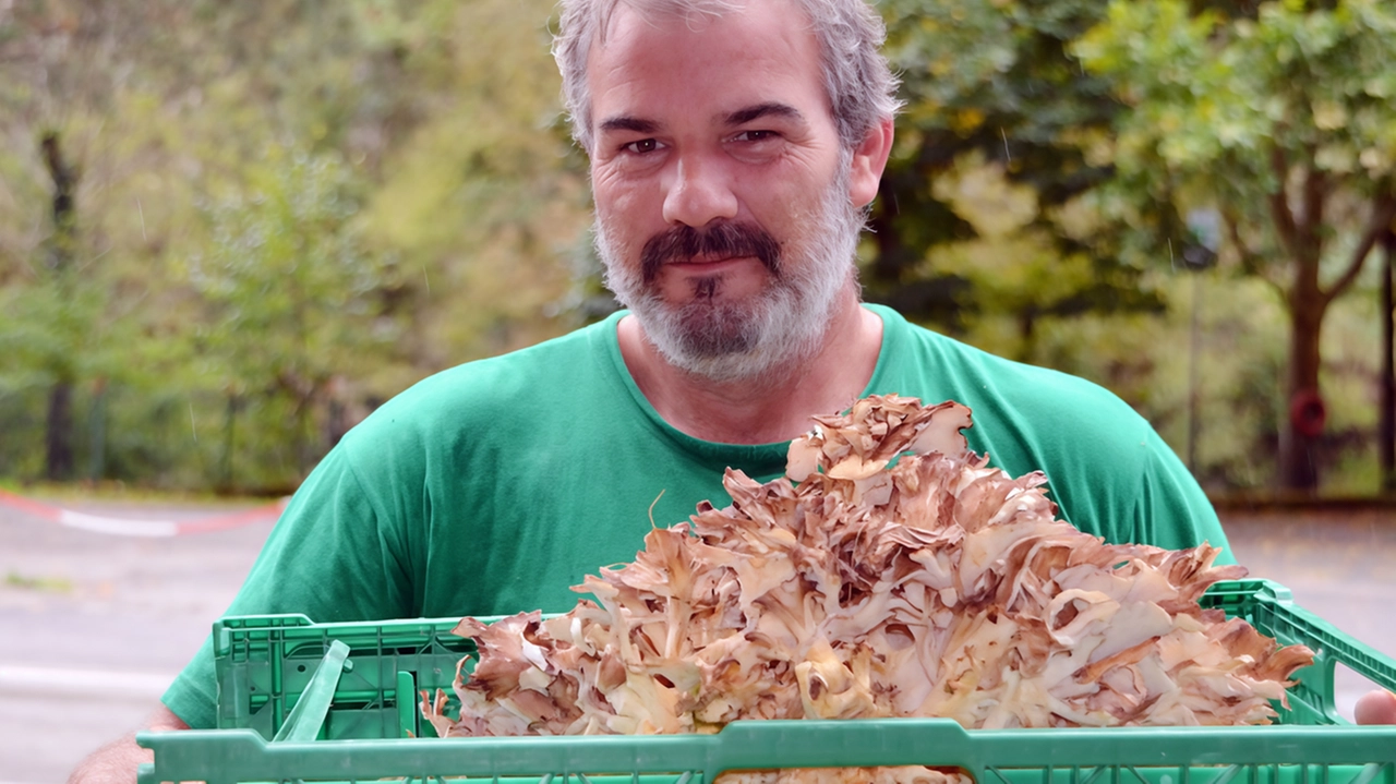 È obbligatorio utilizzare contenitori rigidi e areati, mai sacchetti di plastica, e non si possono usare rastrelli o altri strumenti dannosi per il micelio foto Borghesi È obbligatorio utilizzare contenitori rigidi e areati, mai sacchetti di plastica, e non si possono usare rastrelli o altri strumenti dannosi per il micelio foto Borghesi