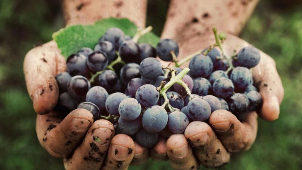 I dati sulla vendemmia I dati sulla vendemmia