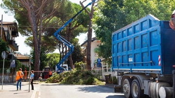Pini e altri alberi a rischio. Si parte con il piano tagli