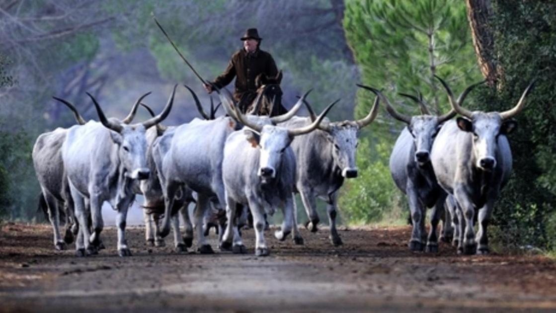 La disfatta di Buffallo Bill. Beffato dai nostri cavalieri