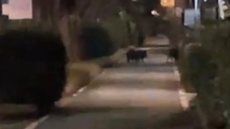 I cinghiali che domenica notte sono usciti dalla Versiliana riversandosi sulla dirimpettaia ciclopista per poi entrare nei parcheggi degli stabilimenti I cinghiali che domenica notte sono usciti dalla Versiliana riversandosi sulla dirimpettaia ciclopista per poi entrare nei parcheggi degli stabilimenti