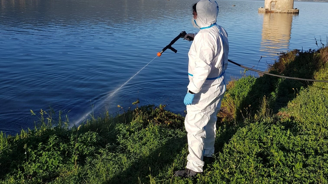 Uno dei numerosi interventi di disinfestazione lungo laguna a causa dei moscerini