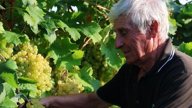 Domani la vendemmia nei terrazzamenti di Tramonti (. foto di repertorio Domani la vendemmia nei terrazzamenti di Tramonti (. foto di repertorio