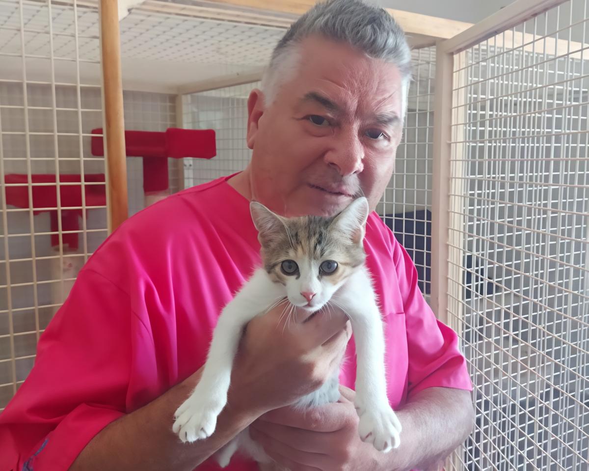 Gatti gettati dall’auto in corsa. Uno muore, l’altra è ferita. Adottata da chi l’ha salvata