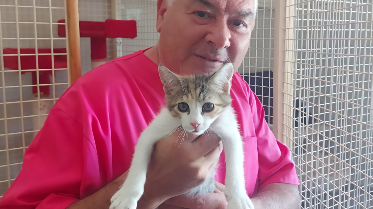Il dottor Alberto Brandi, noto anche per la sua collaborazione con Jovanotti, ha prestato le prime cure al gatto e disposto accertamenti radiografici per l’animale