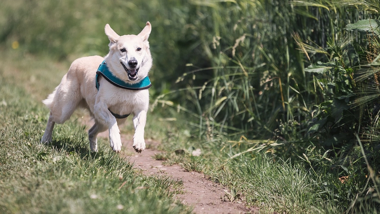 Mantenere un animale domestico è diventato un lusso Mantenere un animale domestico è diventato un lusso