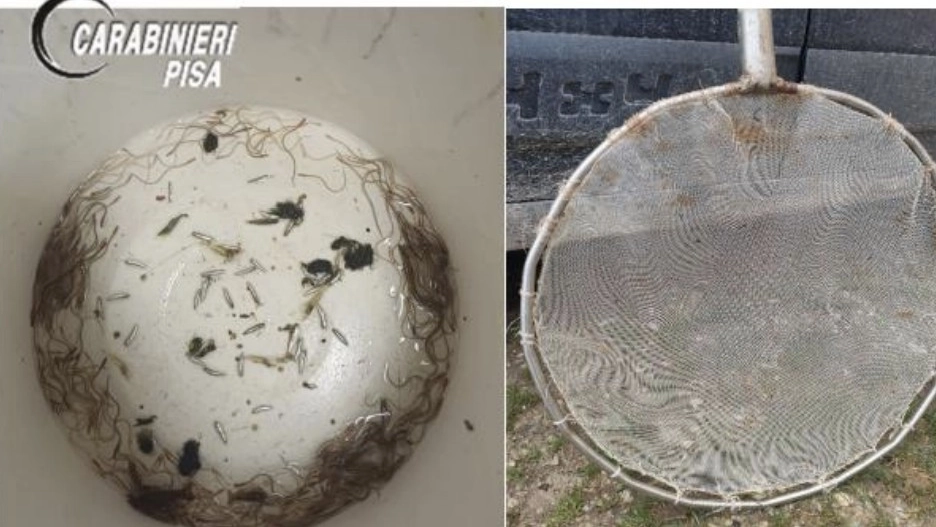Gli avannotti di anguilla, una specie protetta e particolarmente ambita dal mercato nero Gli avannotti di anguilla, una specie protetta e particolarmente ambita dal mercato nero