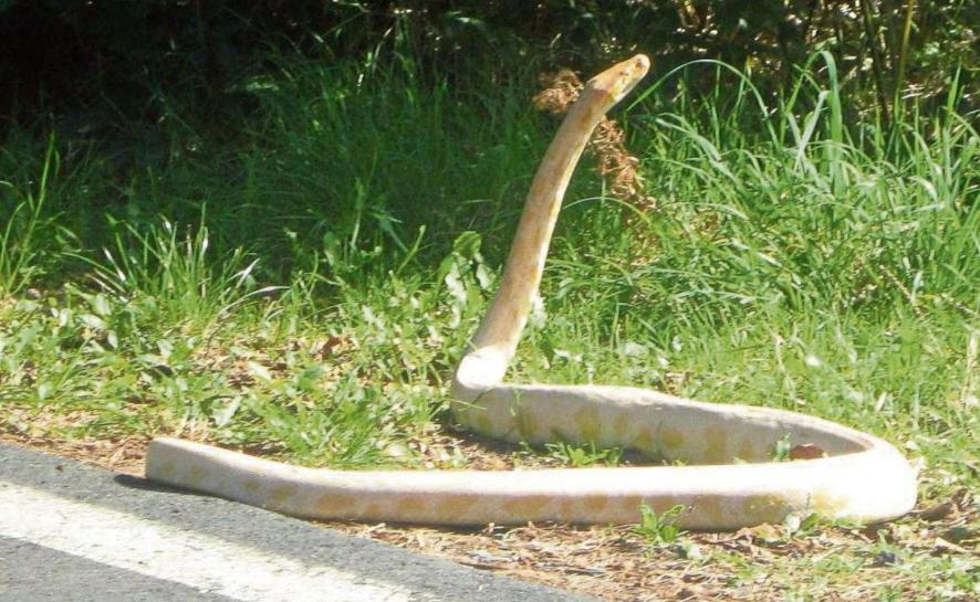 Un pitone si aggira per le campagne a Monterotondo Marittimo, avviso comunale Un pitone si aggira per le campagne a Monterotondo Marittimo, avviso comunale