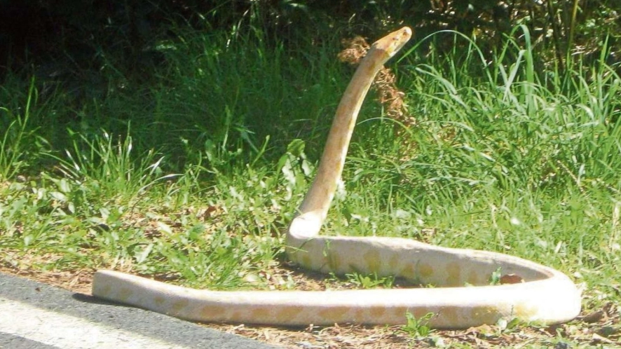 Nessun pitone albino nel territorio comunale comunale di Monteverdi Marittimo. La spiegazione del Comune (Foto del Comune) Nessun pitone albino nel territorio comunale comunale di Monteverdi Marittimo. La spiegazione del Comune (Foto del Comune)