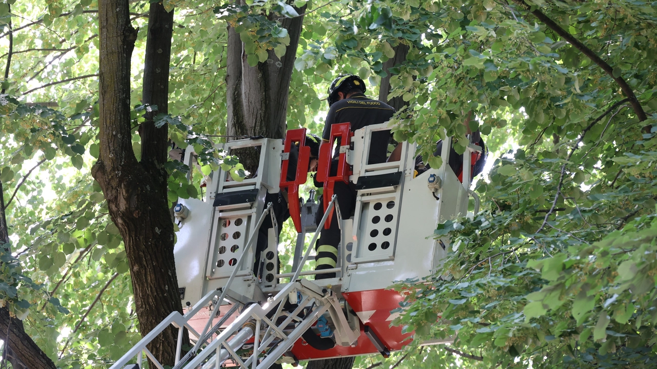 I vigili del fuoco alle Cascine dopo che una ragazza è stata colpita da un ramo caduto (foto Moggi / New Press Photo) I vigili del fuoco alle Cascine dopo che una ragazza è stata colpita da un ramo caduto (foto Moggi / New Press Photo)
