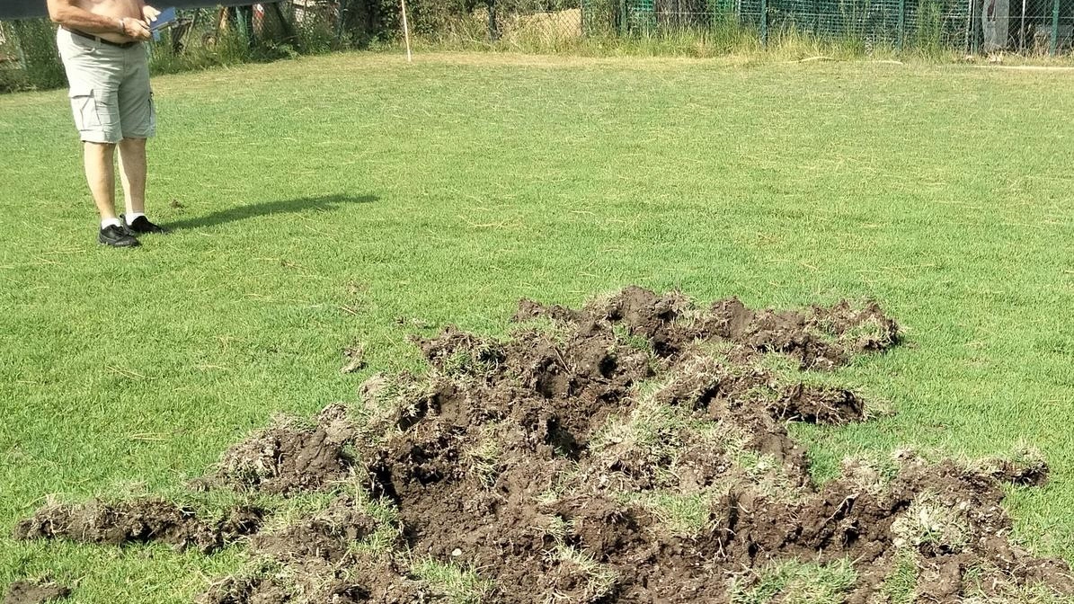 Dal Gignoro fino al Museo del Calcio, è allarme ungulati nel quartiere. Il presidente del club: "Ora il campo è a posto, ma serve un intervento". Dal Gignoro fino al Museo del Calcio, è allarme ungulati nel quartiere. Il presidente del club: "Ora il campo è a posto, ma serve un intervento".