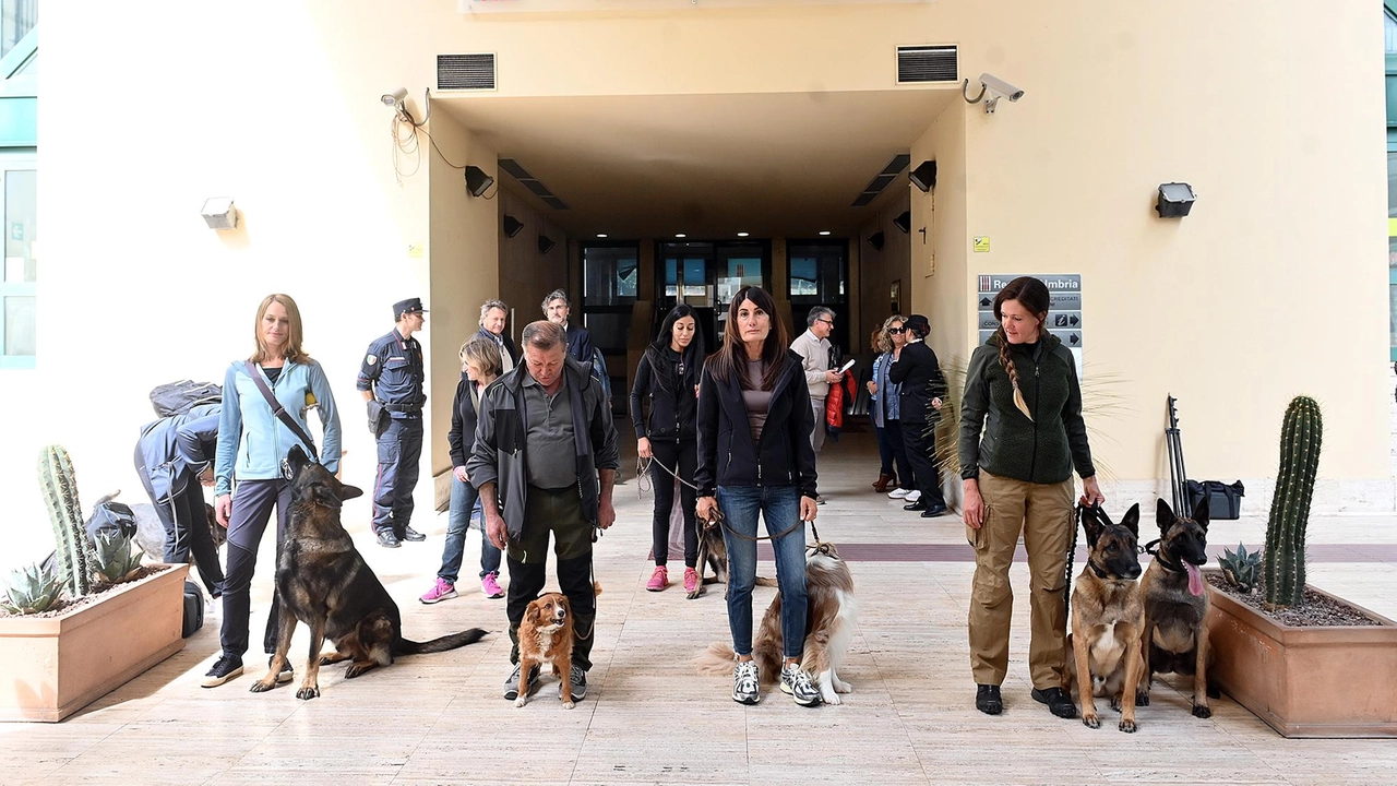 Un meticcio, un border collie, due pastori belga e due pastori tedeschi: i nostri amici sono stati formati per scovare le polpette killer. Iniziativa pilota della Regione: "Tutelare la sicurezza di animali e ambiente". Un meticcio, un border collie, due pastori belga e due pastori tedeschi: i nostri amici sono stati formati per scovare le polpette killer. Iniziativa pilota della Regione: "Tutelare la sicurezza di animali e ambiente".