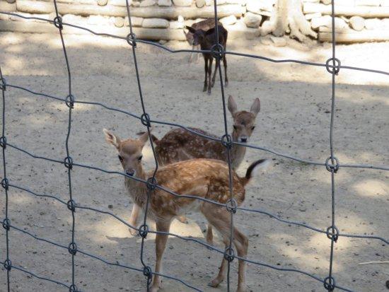lignano nasce l associazione per il rilancio del parco rivogliamo i recinti con gli animali