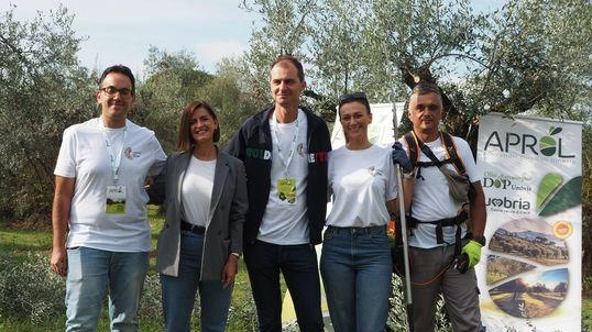 Settimana della Custodia, i cantieri. Rinascono gli olivi alla Pallotta