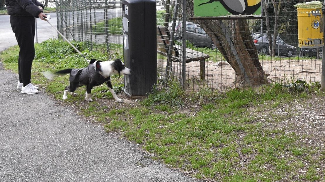 Le ipotesi al vaglio dell’amministrazione di aprire nuovi spazi per i 4 zampe Le ipotesi al vaglio dell’amministrazione di aprire nuovi spazi per i 4 zampe