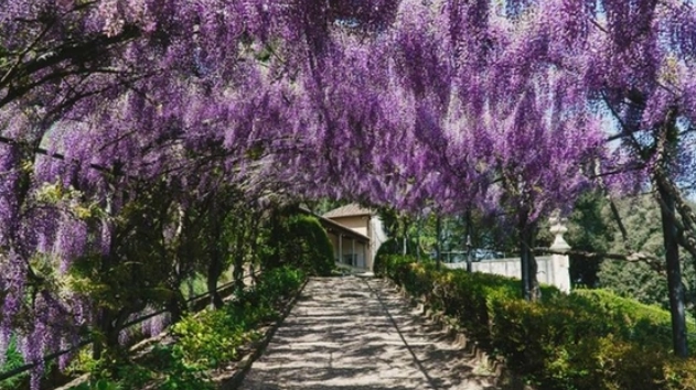 Il glicine del giardino di Villa Bardini: una fioritura iconica, molto conosciuta
