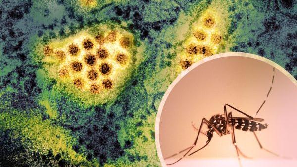 Caso di Dengue a Terranuova Caso di Dengue a Terranuova