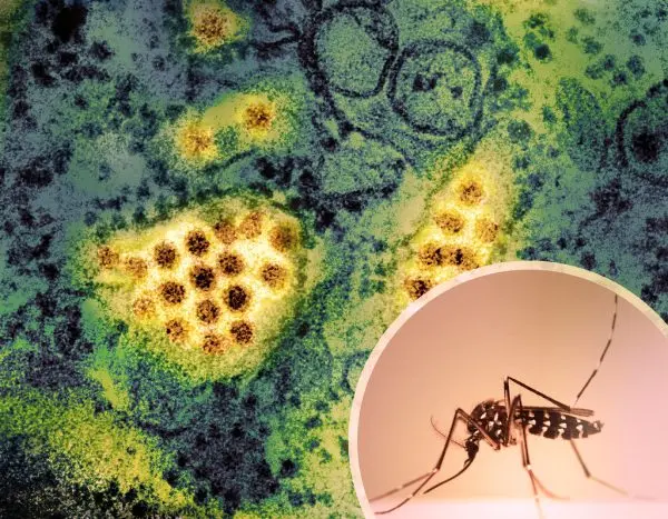 Caso di Dengue a Terranuova