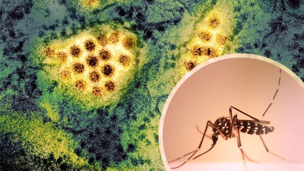 Caso di Dengue a Terranuova