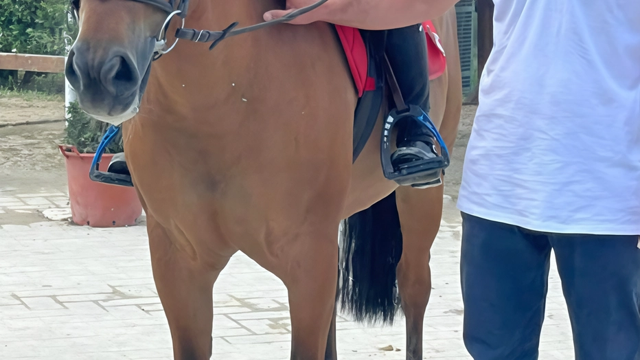 La giovane Carlotta Bernardini Frappi di Castiglion Fiorentino si è classificata dodicesima alle Ponyadi 2024, miglior risultato per un'amazzone toscana. Complimenti per il suo successo nel salto ostacoli. La giovane Carlotta Bernardini Frappi di Castiglion Fiorentino si è classificata dodicesima alle Ponyadi 2024, miglior risultato per un'amazzone toscana. Complimenti per il suo successo nel salto ostacoli.