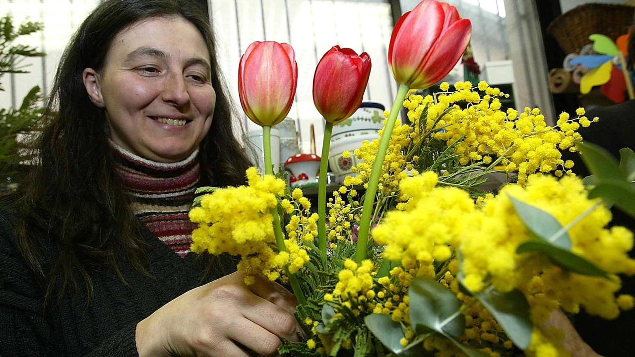 Dai temporali al caldo. A gennaio mimose già fiorite anche in Toscana (Foto di repertorio) Dai temporali al caldo. A gennaio mimose già fiorite anche in Toscana (Foto di repertorio)