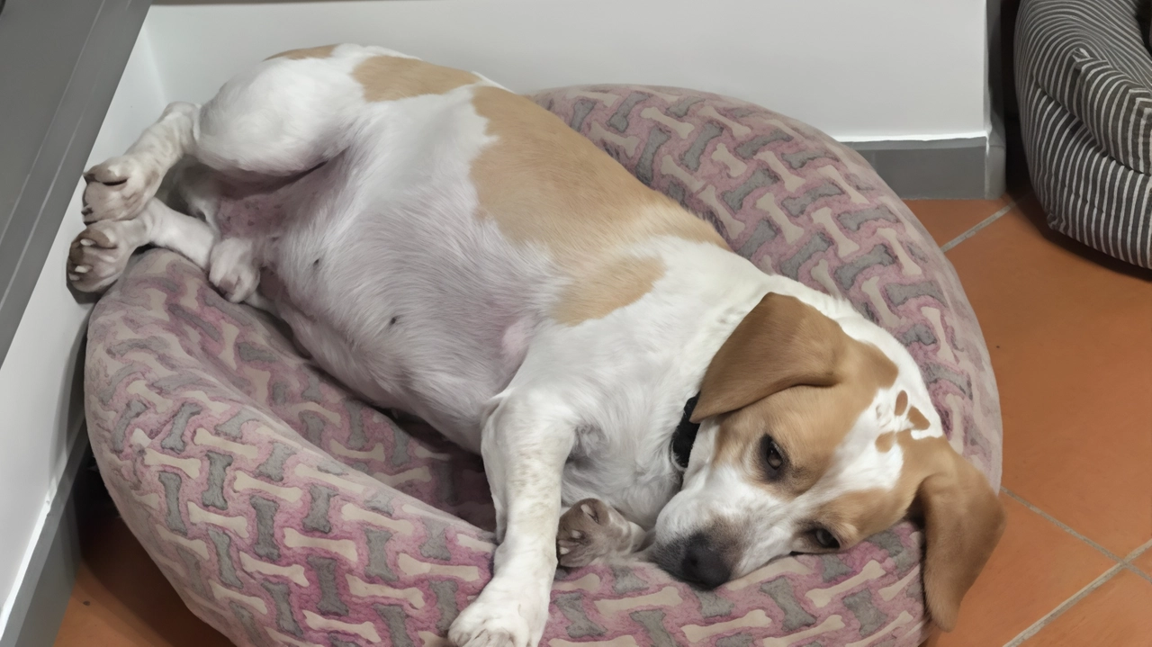 Toby, il cagnolino ucciso a calci nella Piana Toby, il cagnolino ucciso a calci nella Piana