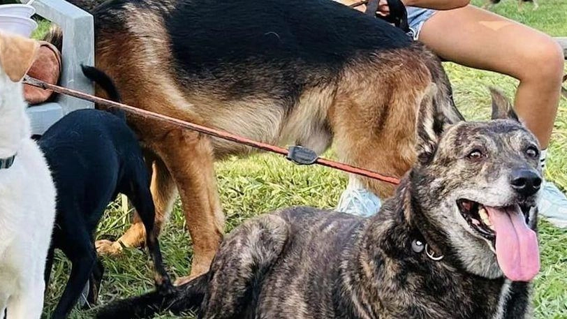 L’associazione Nati Liberi regala un futuro a cani maltrattati o dimenticati "È importante comprendere e capire i motivi di comportamenti difficili" . L’associazione Nati Liberi regala un futuro a cani maltrattati o dimenticati "È importante comprendere e capire i motivi di comportamenti difficili" .