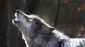 La scuola promuove la convivenza tra grandi predatori e greggi