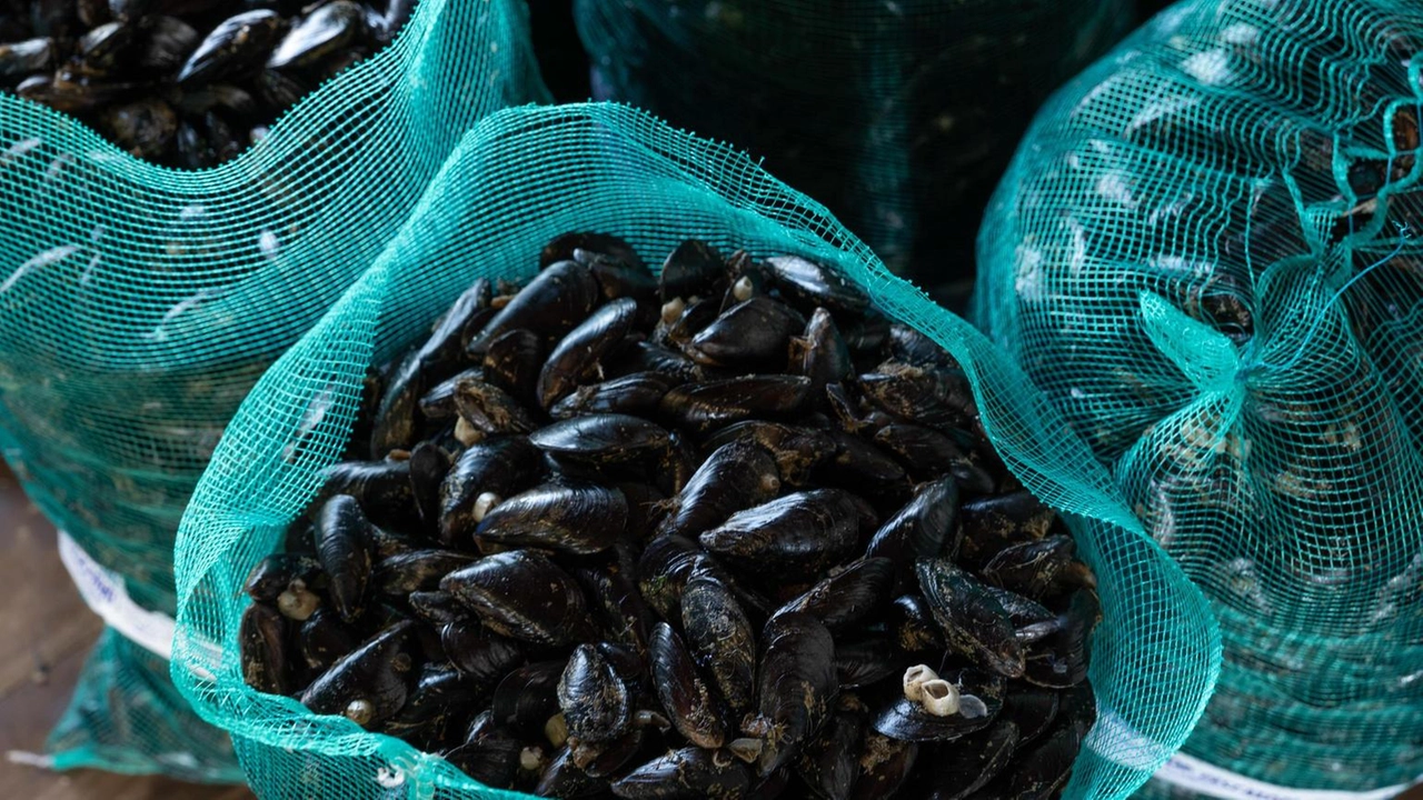 Marevivo, gravi conseguenze anche sull'economia della pesca Marevivo, gravi conseguenze anche sull'economia della pesca
