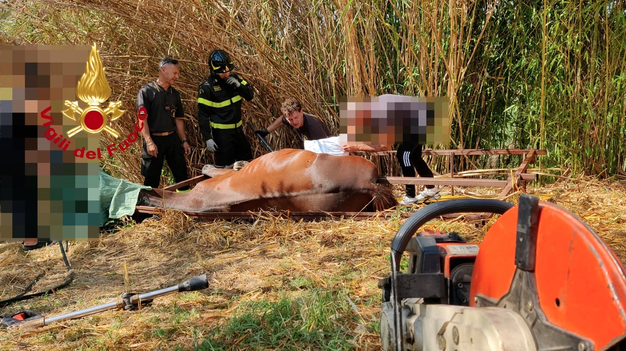 Cavallo in trappola dentro una struttura di ferro. Liberato dai vigili del fuoco