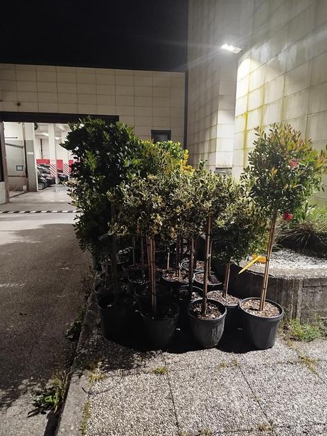 Razzia nel vivaio Gtg, fermati dopo il colpo: nel furgone 50 piante