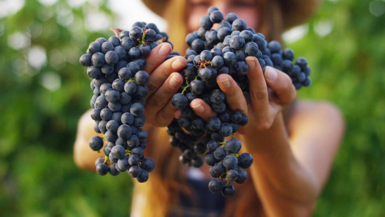 Il Consorzio Morellino di Scansano sarà con 25 etichette di 16 aziende tra i protagonisti italiani di Wine Paris e Vinexpo Paris Il Consorzio Morellino di Scansano sarà con 25 etichette di 16 aziende tra i protagonisti italiani di Wine Paris e Vinexpo Paris