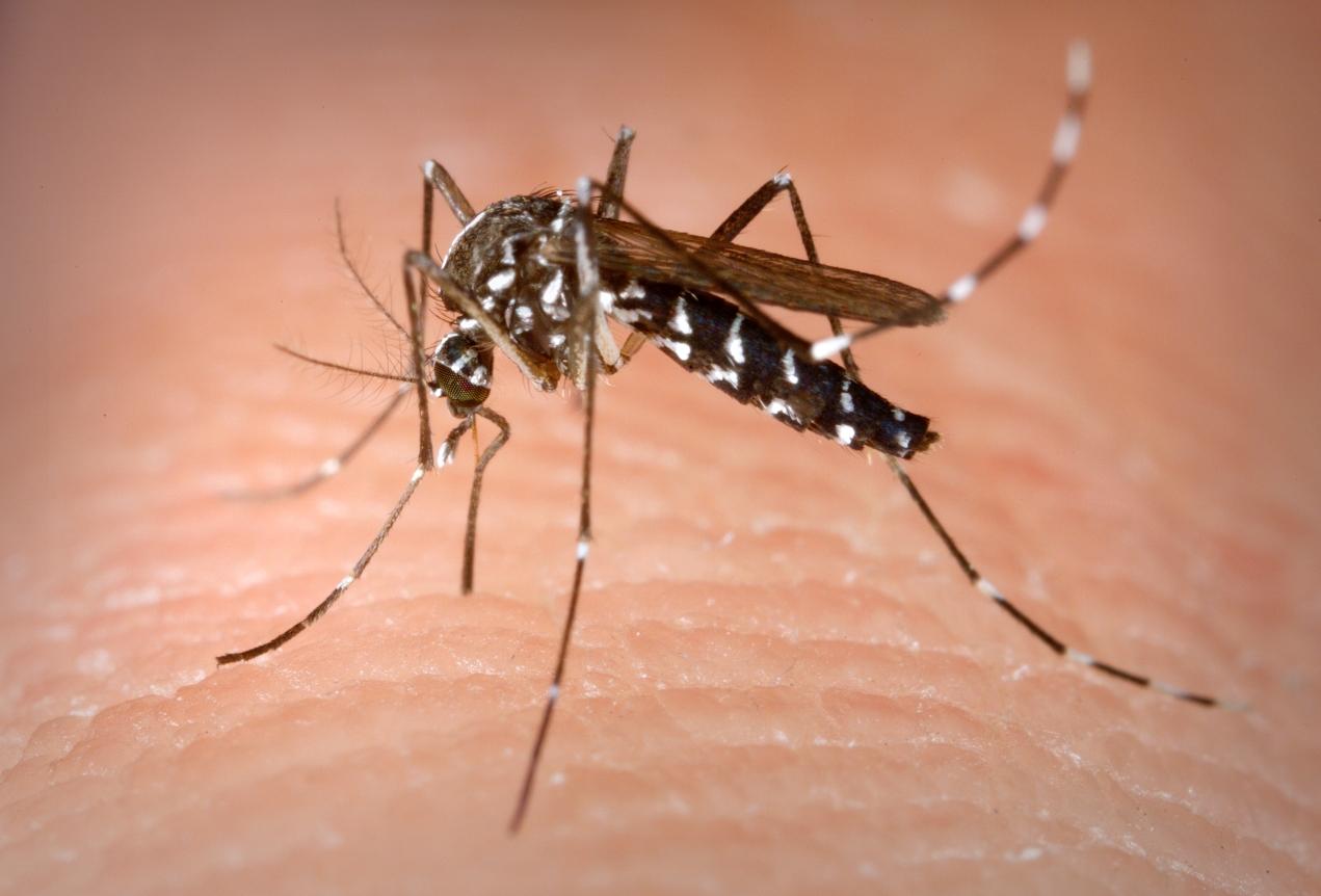 Caso di Dengue a Livorno, scatta la disinfestazione urgente
