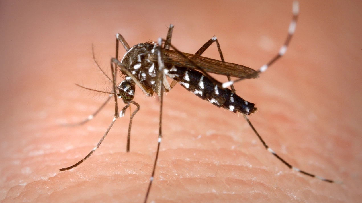 Un caso di Dengue a Livorno, scattata la disinfestazione Un caso di Dengue a Livorno, scattata la disinfestazione