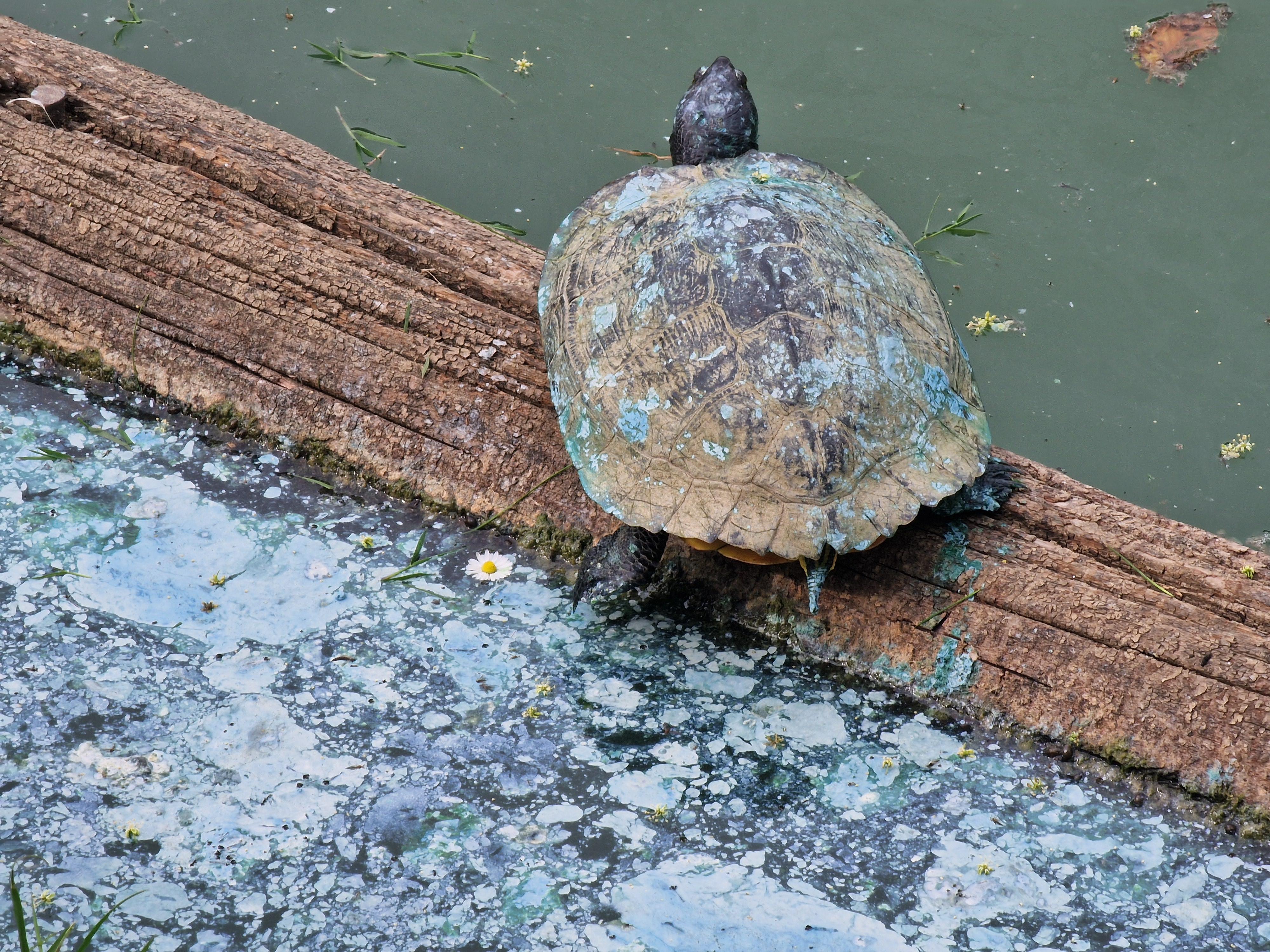 le alghe nocive nel lago accertamenti di arpat necessaria la ripulitura da Lanazione.it le alghe nocive nel lago accertamenti di arpat necessaria la ripulitura