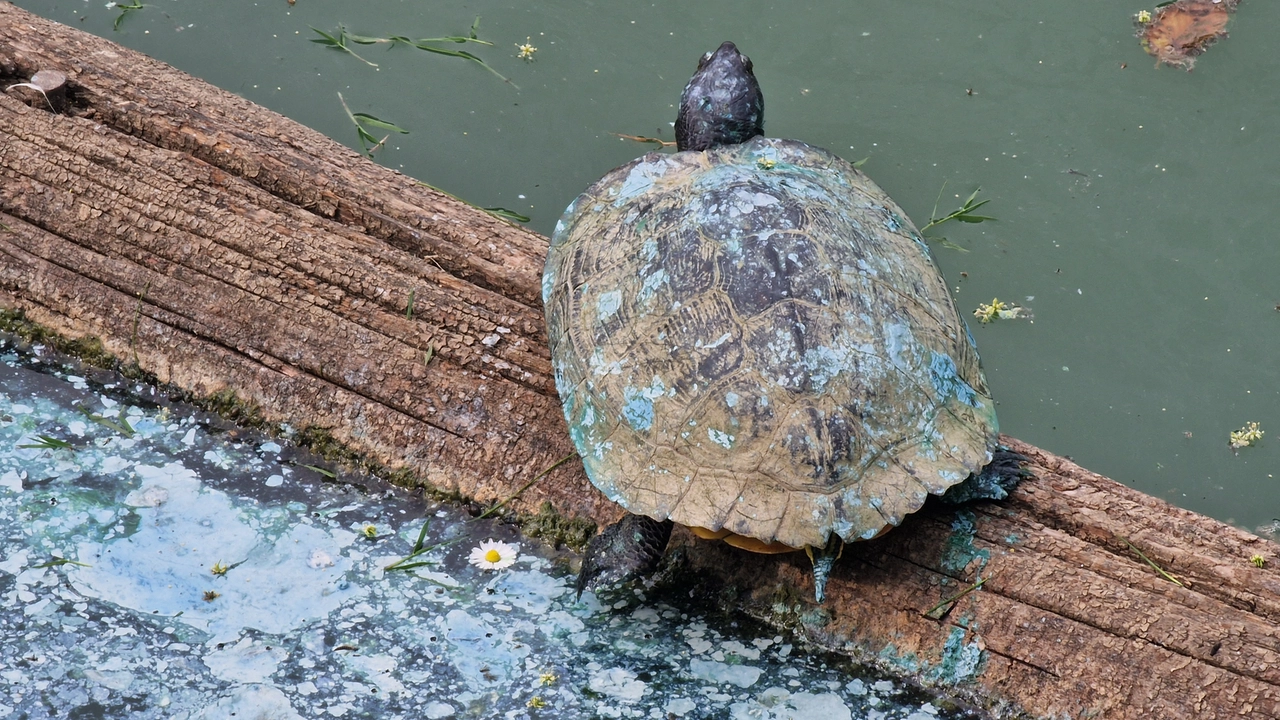 La patina blu turchese si deposita anche sugli animali (Acerboni/ FotoCastellani) La patina blu turchese si deposita anche sugli animali (Acerboni/ FotoCastellani)