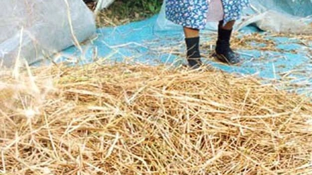 La Giornata dell’antica battitura del grano è evento simbolo del mondo agricolo (foto d’archivio) La Giornata dell’antica battitura del grano è evento simbolo del mondo agricolo (foto d’archivio)