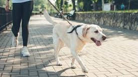 cane cane